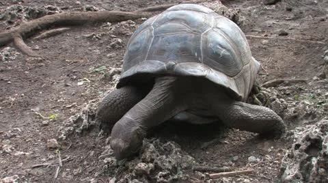 Close up of Tortoise Stock Footage 10829880