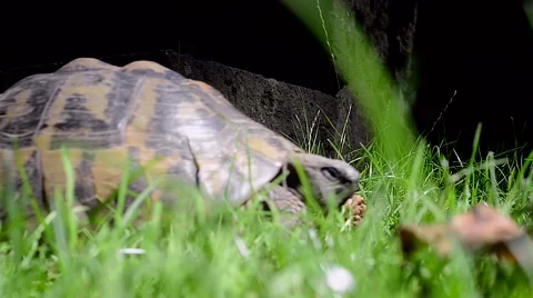 Close up of tortoise Stock Footage 54807525