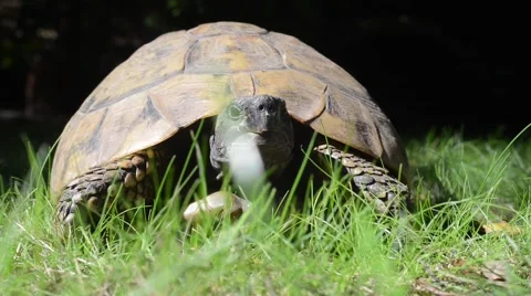 Close up of tortoise Stock Footage 54807674