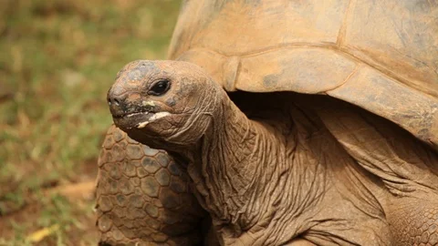 Close of a tortoise Stock Footage 94136264