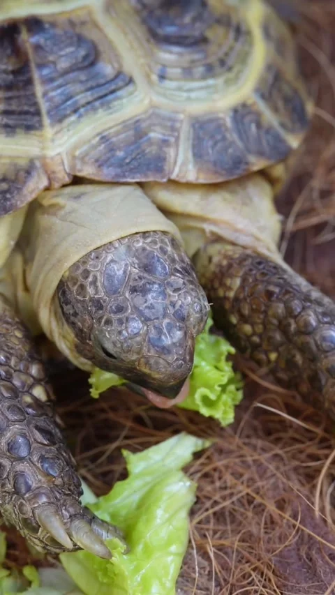 Close-up of a tortoise Stock Footage 345833827