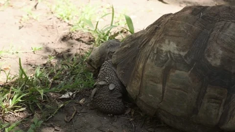 Close-up of a tortoise grazing on grass, showcasing its textured shell and skin Stock Footage 303057568