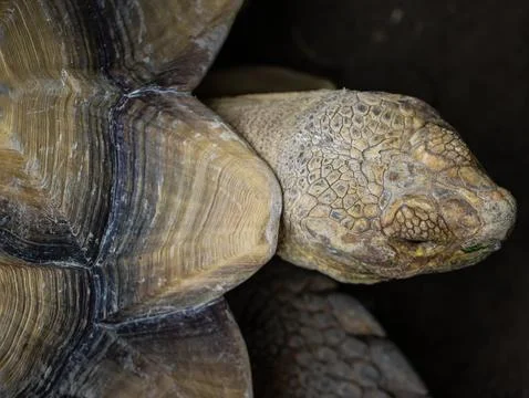Close Up of Tortoise Head and Shell Showing Detailed Texture and Natural Pa.. Stock Photos
