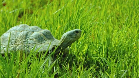 Close up of tortoise with long neck looking around in tall green grass in garden Stock Footage 345482964