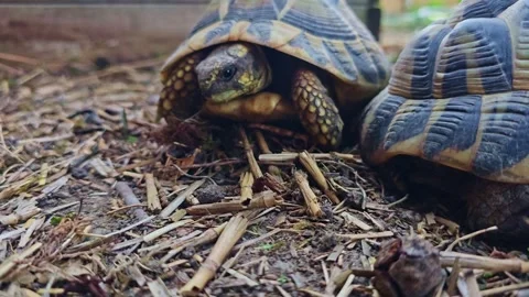 Close Up of Tortoise Moving on Ground with Another Nearby Stock Footage 317525302
