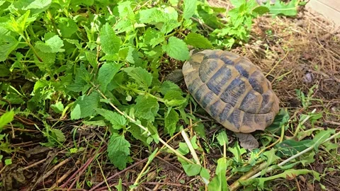 Close-Up of Tortoise Moving Through Green Plants Stock Footage 315682841