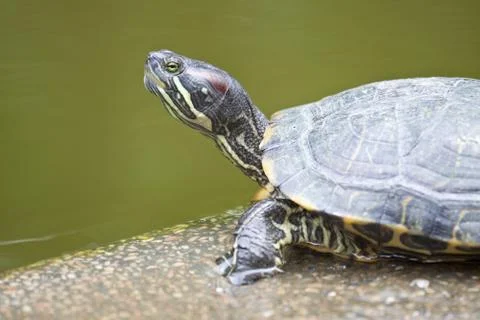 Close-up of a tortoise Stock Photos