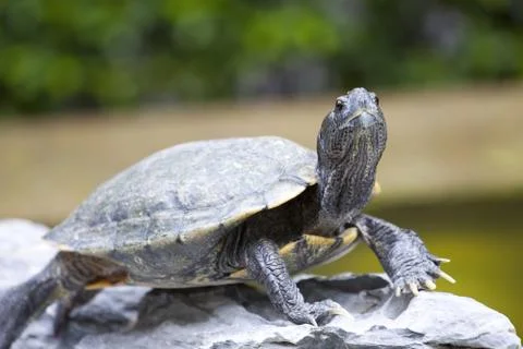 Close-up of a tortoise Stock Photos