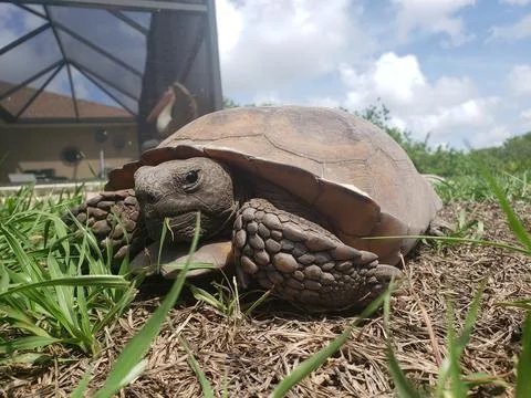 Close up of tortoise Foto stock