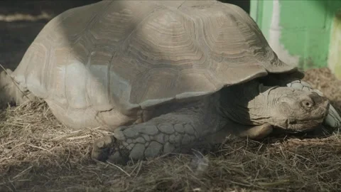 Close up of tortoise resting on ground with detailed shell texture Stock Footage 333524573