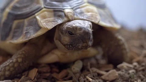 Close-Up of Tortoise Resting Inside Home Terrarium Habitat 库存影片 334776098