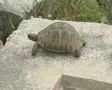 Close up of tortoise on ruins and rocks SD Footage