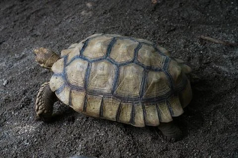 Close-up of a Tortoise on Sandy Surface Foto stock