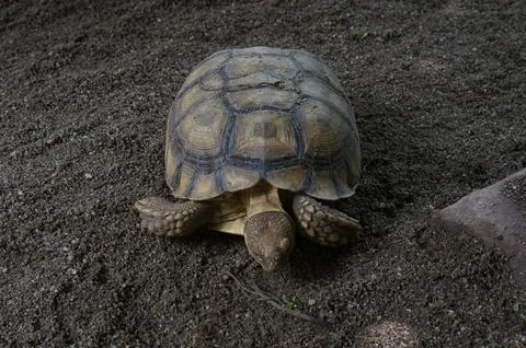 Close-up of a Tortoise on Sandy Surface Foto stock