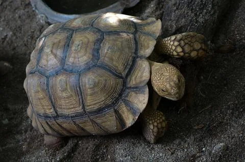 Close-up of a Tortoise on Sandy Surface Foto stock