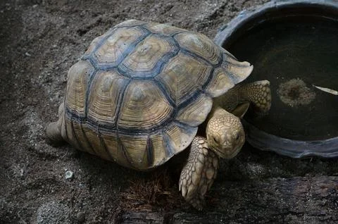 Close-up of a Tortoise on Sandy Surface Stock Photos