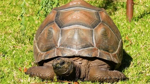 Close-Up of Tortoise Shell and Head on Grass Stock Footage 308213253