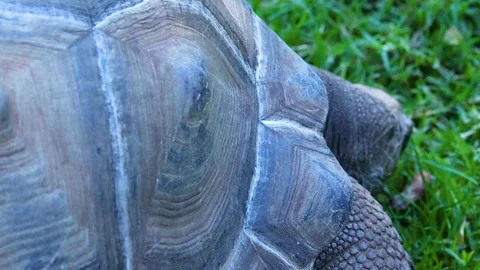 Close-Up of Tortoise Shell on Grass Stock Footage 305899876