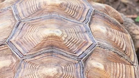 Close-Up of Tortoise Shell Patterns Stock Footage 306933307