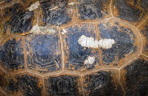 Close up of tortoise shell top view armature turtle old broke real texture ba Stock Photos