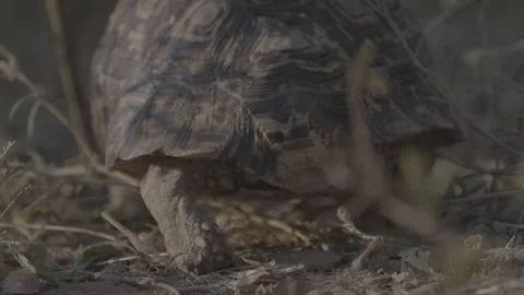 Close-Up Tortoise Shell Walking Through Grass – Rear View Wildlife Stock Footage 332368576