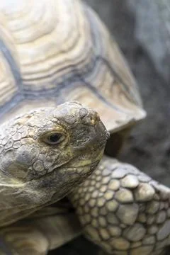 Close-Up of a Tortoise Showcasing Detailed Shell and Skin Textures Foto stock
