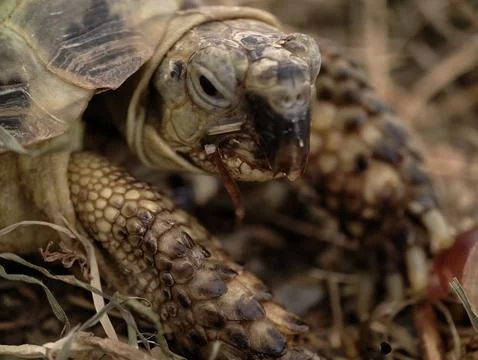Close tortoise study, detailed tortoise feeding examination, highresolution Stock Photos