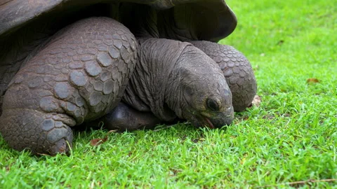 Close-up of tortoise with textured shell on lush lawn Stock Footage 303019586