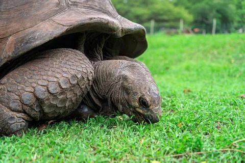 Close-up of tortoise with textured shell on lush lawn Stock Photos