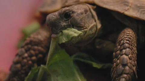 Close-Up Tortoise Turtle Eating 4K Video stock 150669803