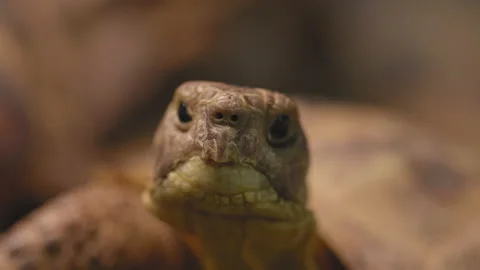 Close Up Tortoise / Turtle Face Handheld 4K Video stock 150668645