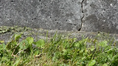 Close up tortoise walk by concrete wall Stock Footage 113518130