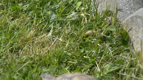 Close up tortoise walk on grass Stock Footage 113518135