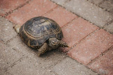 Close-up of a tortoise walking on a brick pathway, showcasing its textured .. Stock Photos