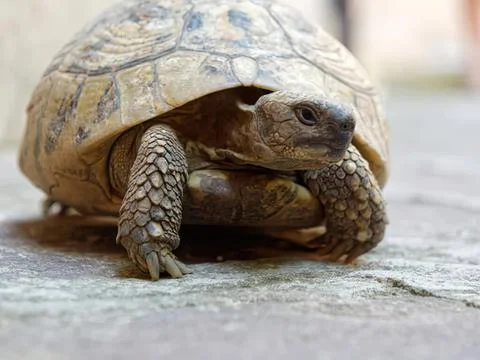 Close-up of a tortoise walking on a concrete surface Stock Photos