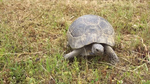Close-up of Tortoise Walking Stock Footage 77513801