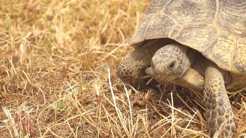 Close-up of Tortoise Walking, Slow motion Stock Footage 75998527