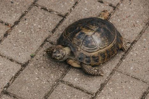 Close-up of a tortoise walking on a textured stone pathway with visible det.. Stock Photos