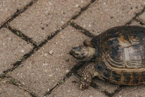 Close-up of a tortoise walking on a textured stone pathway with visible gra.. Stock Photos