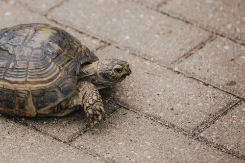 Close-up of a tortoise walking on a textured stone pathway with visible pat.. Stock Photos