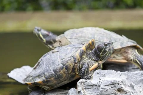 Close-up of tortoises Stock Photos