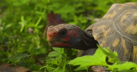 Close Up of a Tortoises walking. (H264) Video stock 240212288