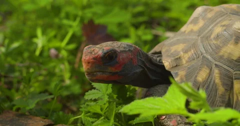 Close Up of a Tortoises walking. (ProRes) Video stock 240215424