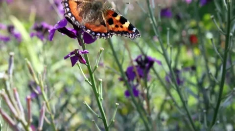 Close up of a tortoiseshell butterfly Stock Footage 40954348