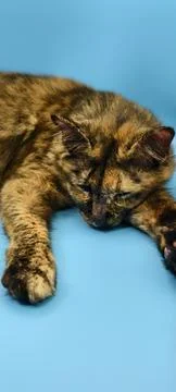 Close‑up of a tortoiseshell cat lying on a light blue surface. Foto stock