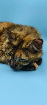 Close‑up of a tortoiseshell cat Fotos de archivo
