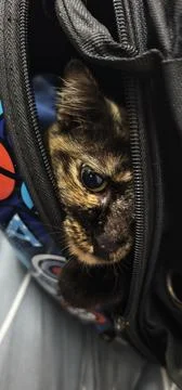 Close‑up of a tortoiseshell cat Stock Photos