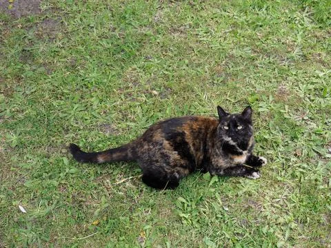 Close-up of a tortoiseshell coloured cat resting on a lawn Stock Photos