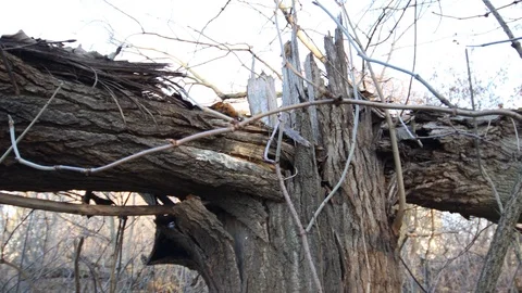 Close up of totally broken tree broken in half after the storm Stock Footage 121467851