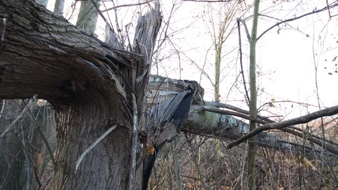 Close up of totally destroyed tree after the storm Stock-Footage 121467899